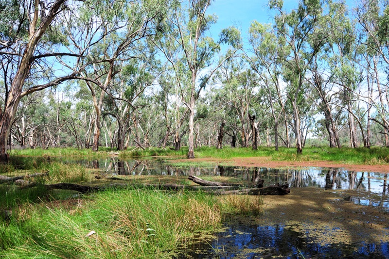 river bed in flood with red gums