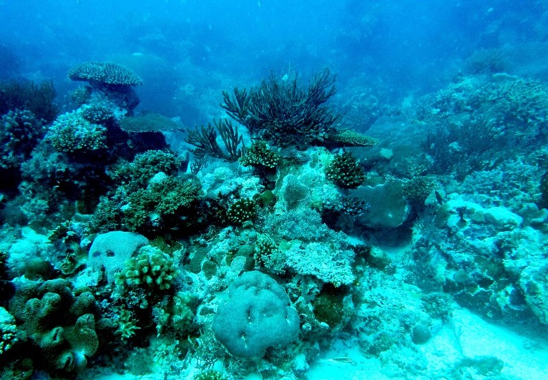 Underwater shot of coral