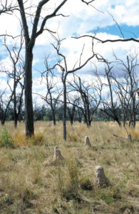 drought affected trees and termite mounds