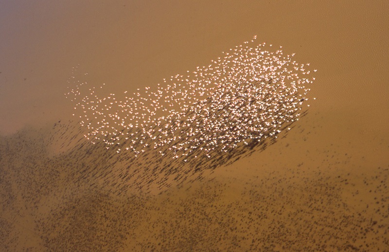Flock of pink flamingos flying over brown body of water