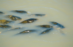 fish in muddy waters