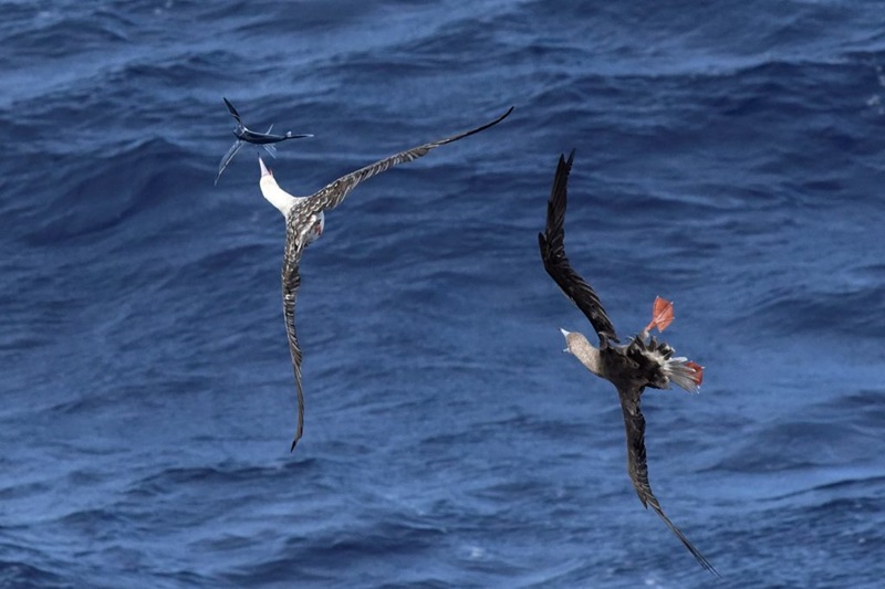 Two seabirds flying above the ocean chase a flying fish.
