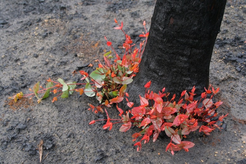 A charred black tree with signs of regrowth at the base. The regrowth looks red and green.