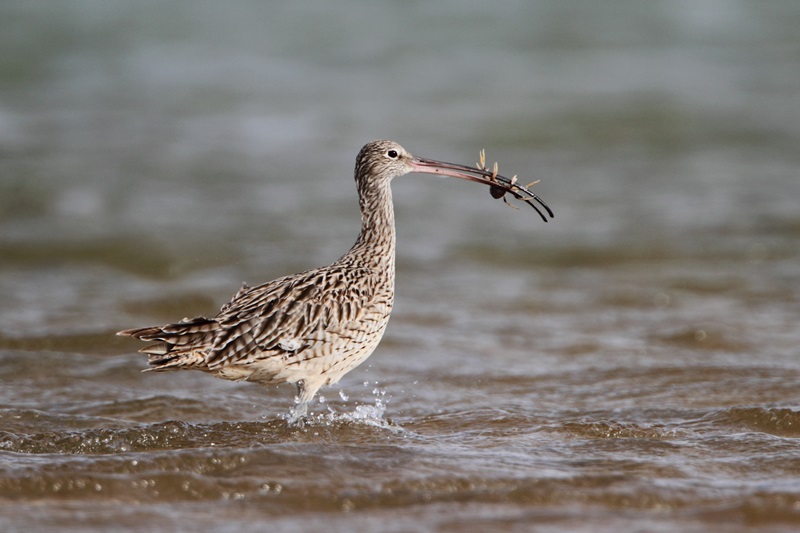 Bird with long slender beak standing in shallow water and feeding on crab