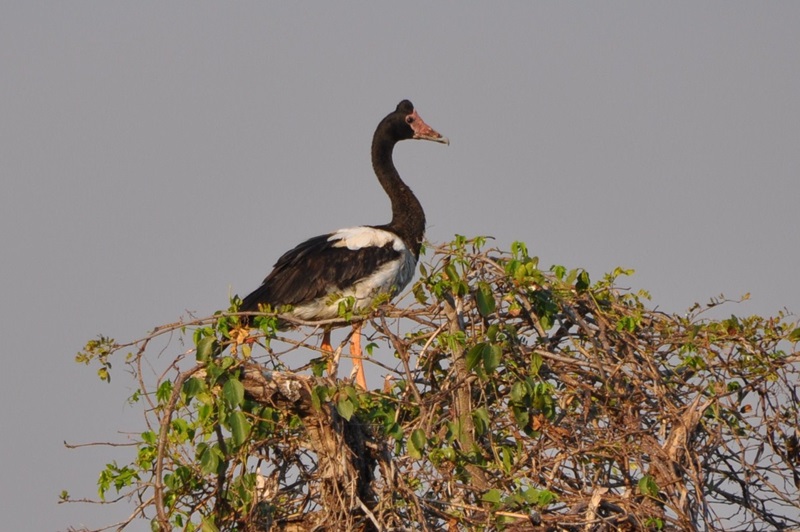 goose on tree top