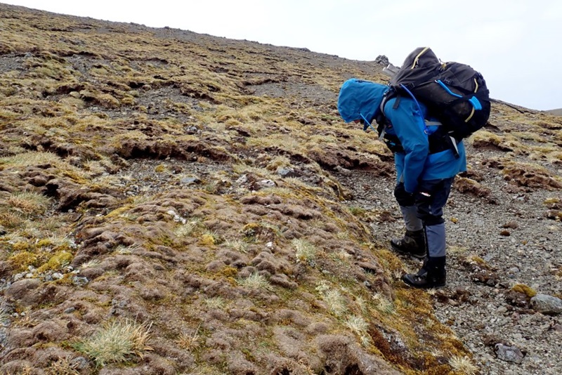 The pathogen-affected Macquarie cushion plant looking brown and dead on Macquarie Island, halfway between New Zealand and Antarctica. Image by Cath Dickson