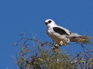Grey white and black bird in tree