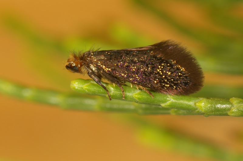A small moth with gold and metallic purple specks on its wings standing on a leaf