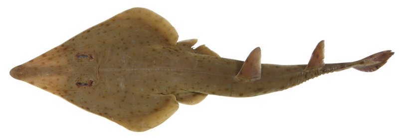 shark specimen