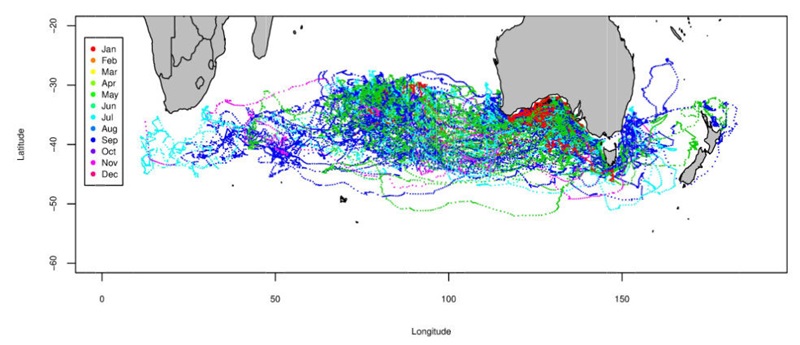 figure showing migrations of tagged tuna