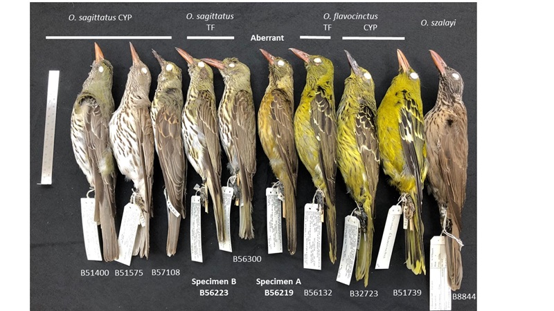 Lateral view of ten preserved oriole specimens showing colour variation from olive through yellow to brown.