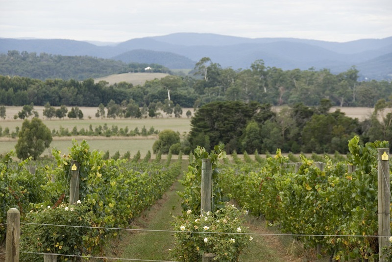 vines and countryside