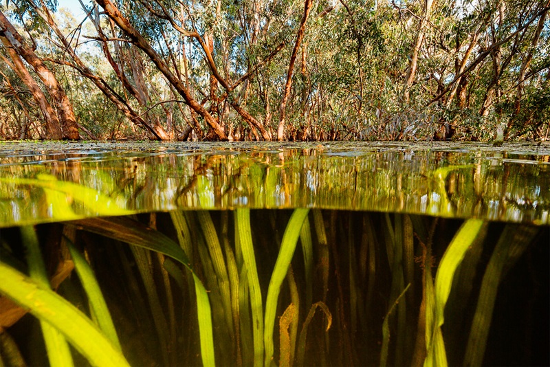 taken from underwater with weed below water line and trees above