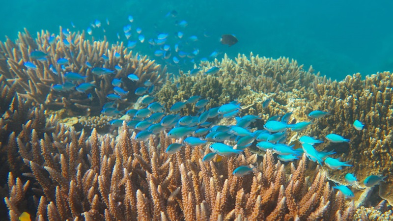 school of blue fish around coral