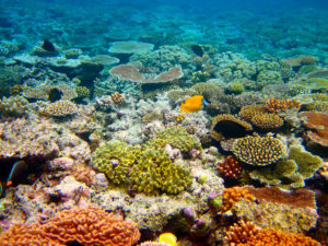 Fish and coral in the Great Barrier Reef