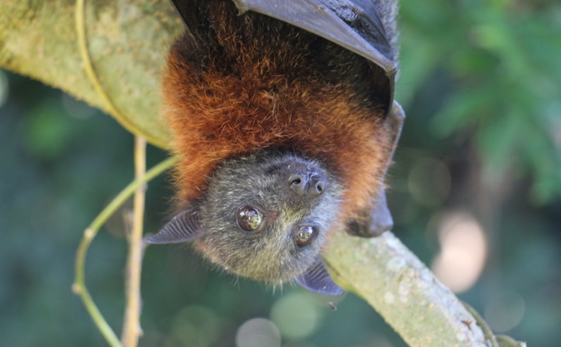A bat with grey head and red coloured upper body
