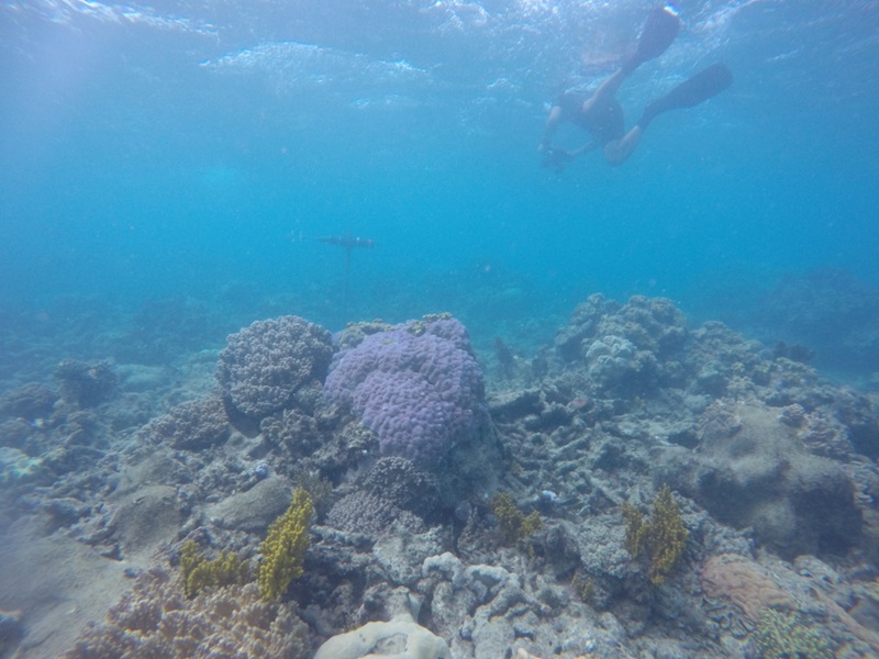 Scuba diver with camera swimming over coral