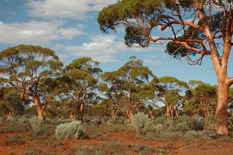 Australian woodlands