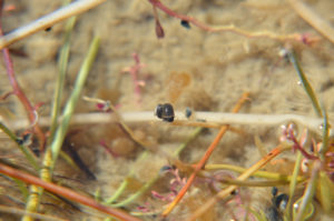 A small snail in shallow water