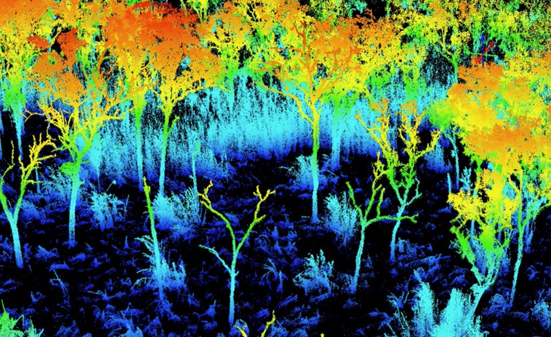 computer image of trees