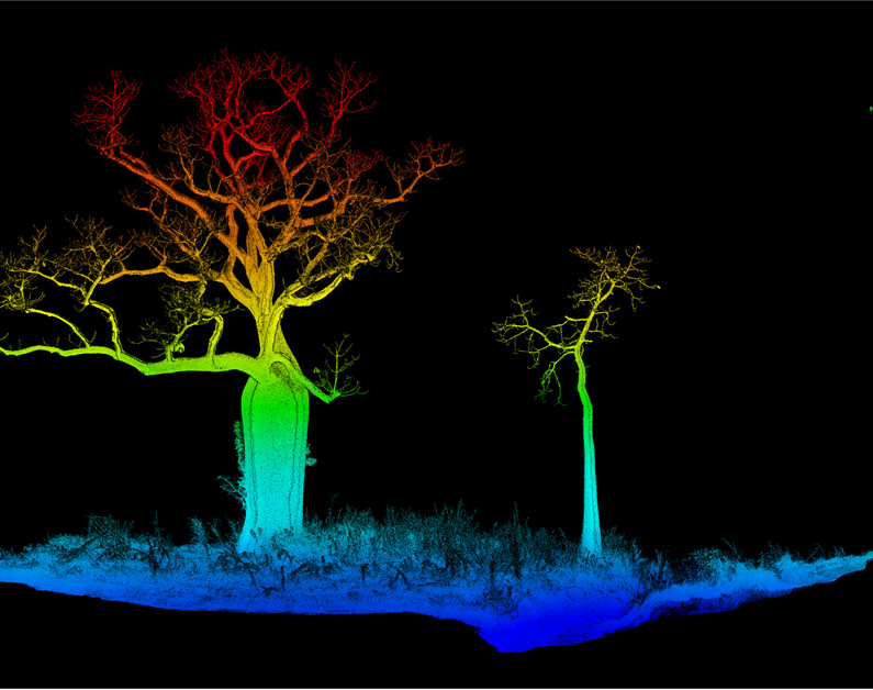high res 3D laser image of two trees