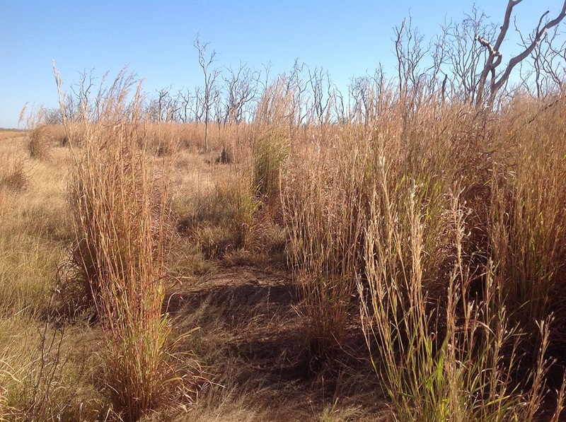tall grasses