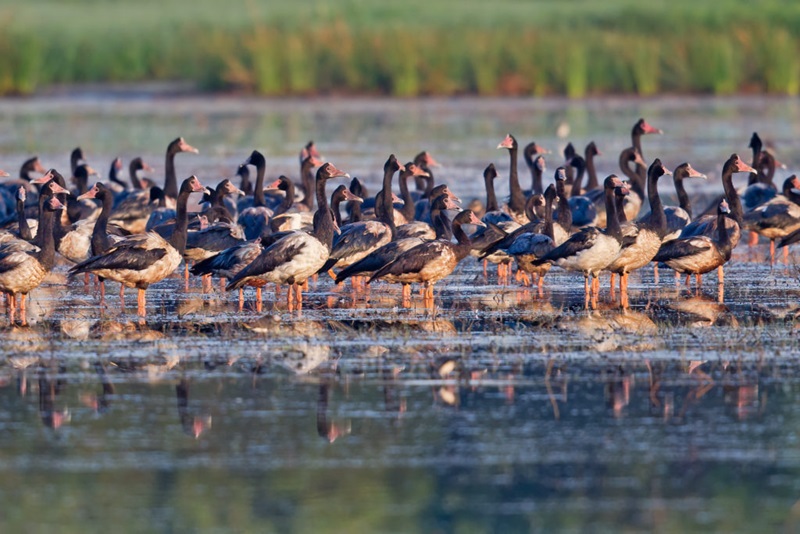A flock of magpie geese