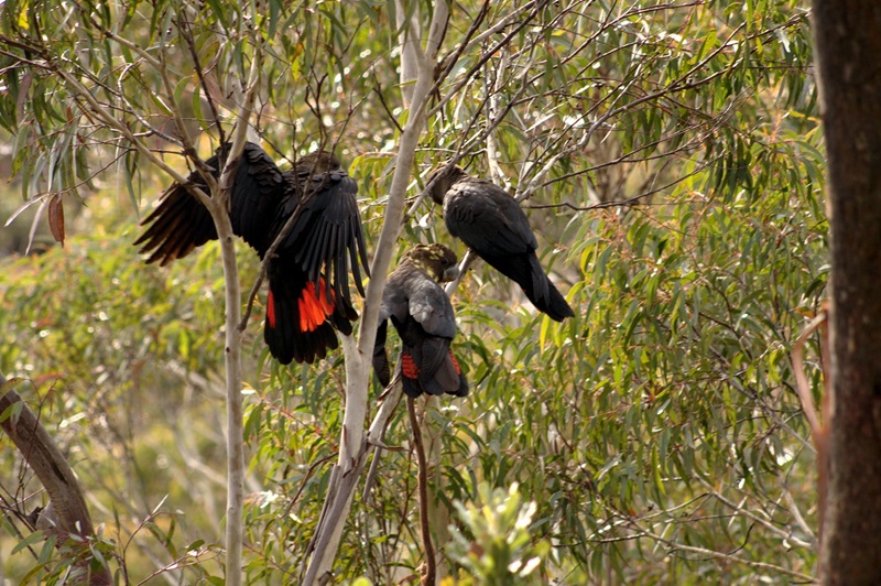 Photo of three Glossy Black-cockatoos in a eucalypt tree.