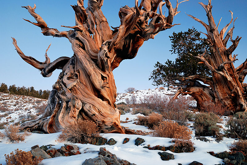 A large gnarled and twisted tree in the snow without leaves