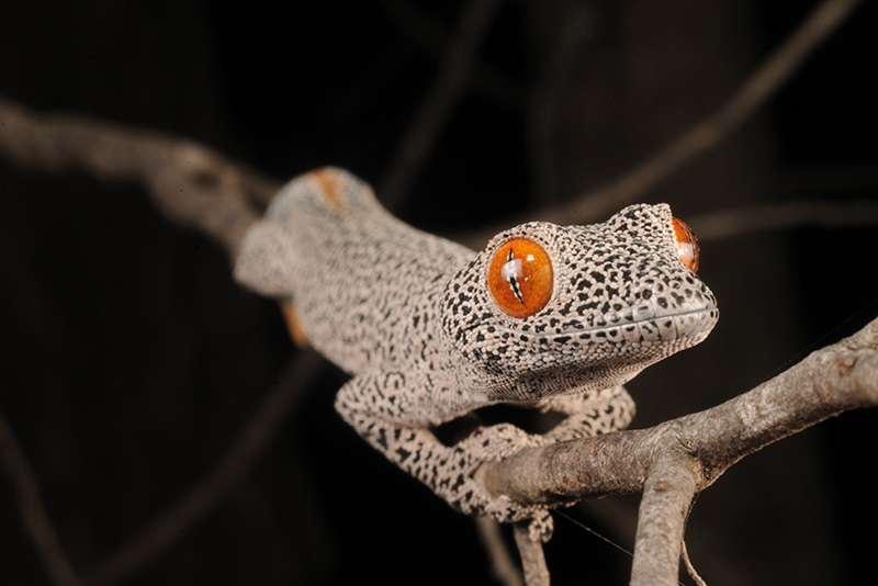 A gecko with bright orange eyes