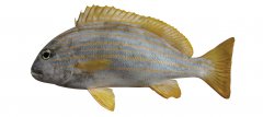 Side view of a fish with yellow fins and tail, with pale yellow and blue stripes.