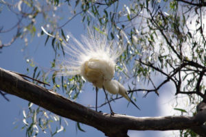 A white bird standing on a branch with feathers radiating from its backside