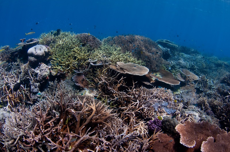 Coral reef with reef fish