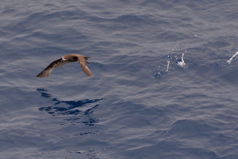 A small brown seabird flying just above the ocean.