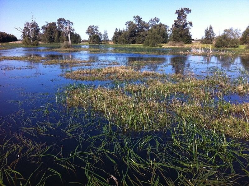 wetlands with trees in the background at the water's edge