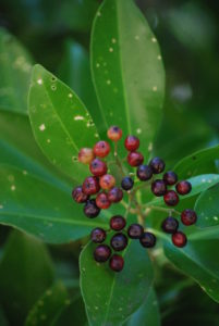 Plant with reddish-purple berries