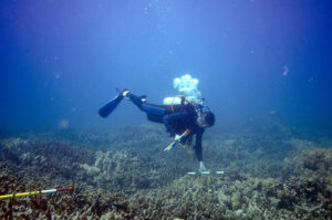 Scuba diver underwater looking at a coral reef