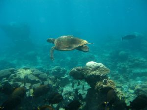 A Hawksbill sea turtle swimming over a reef with coral and fish.