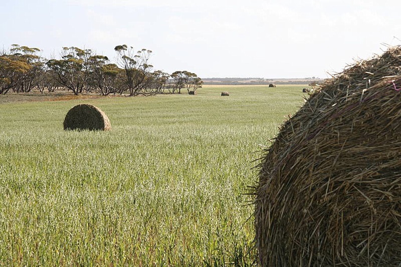 Hay bales in a field