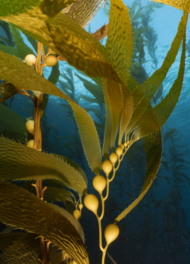 Picture of healthy yellow kelp growing under water in Eastern Tasmania.