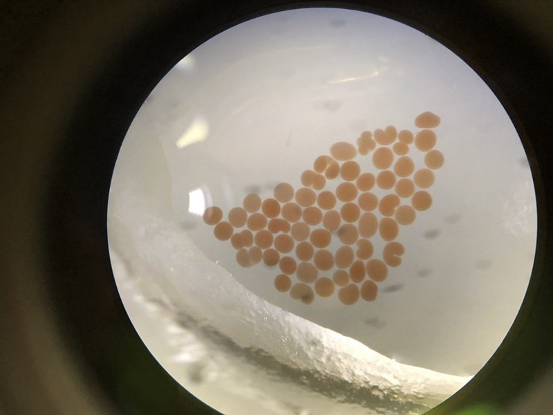 Close up of coral eggs in a petri dish