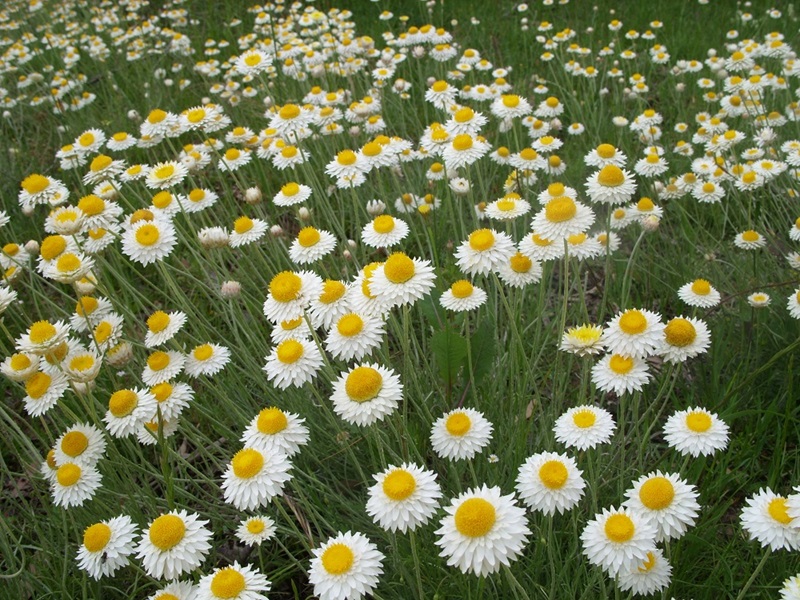 A field of Hoary Sunray daisies.