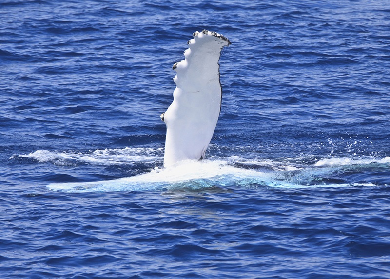 The white underside of a whale's pectoral fin emerging from the water