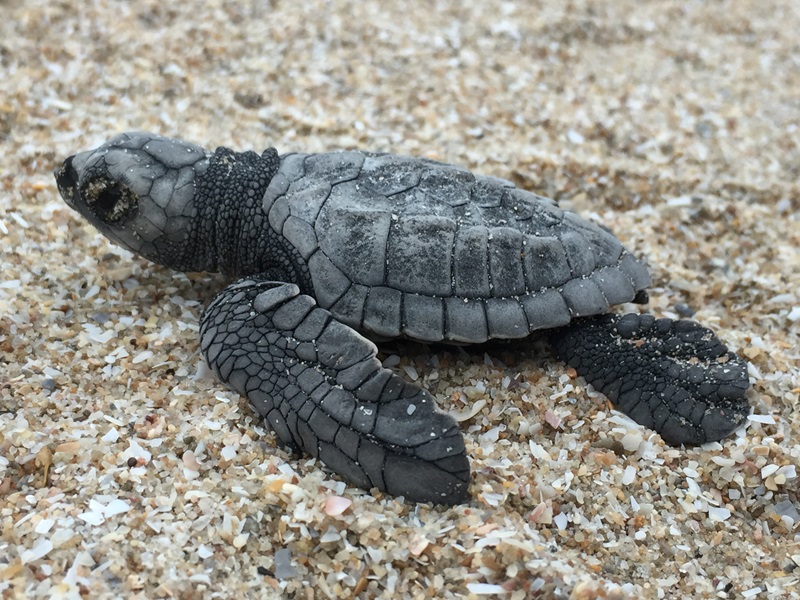 top view of a baby turtle on the sand