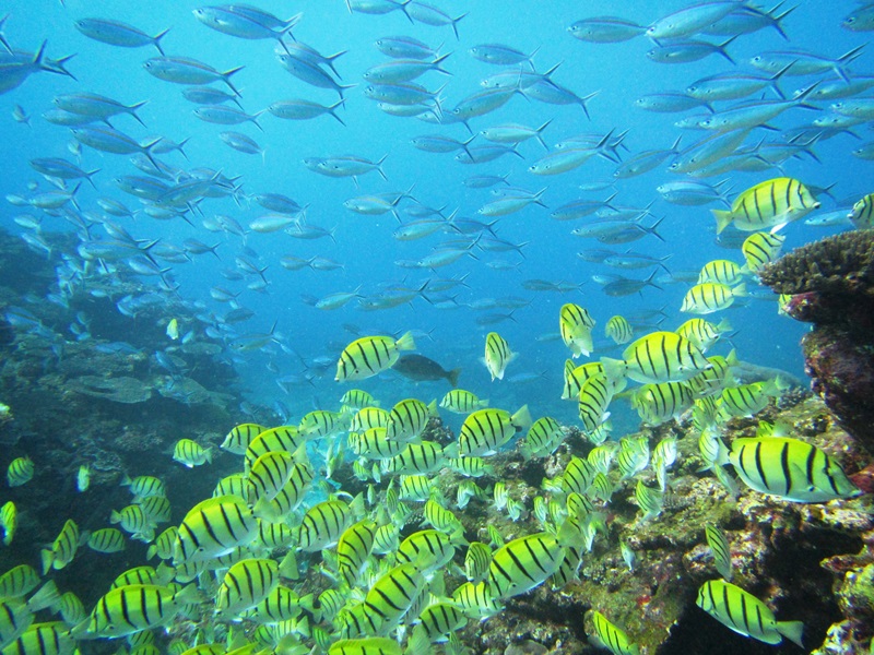 school of striped yellow fish near reef