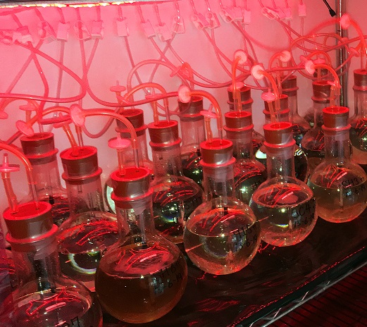 Flasks of algae growing under red light