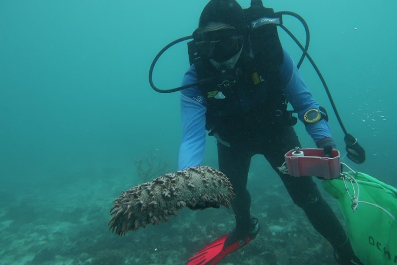 Diver holding a sea cucumber