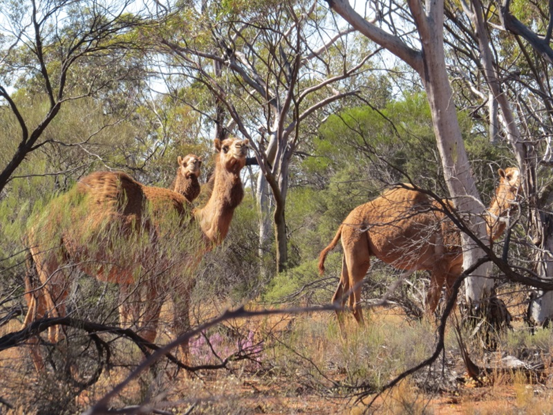 Two camels walking through a scrubby landscape. 