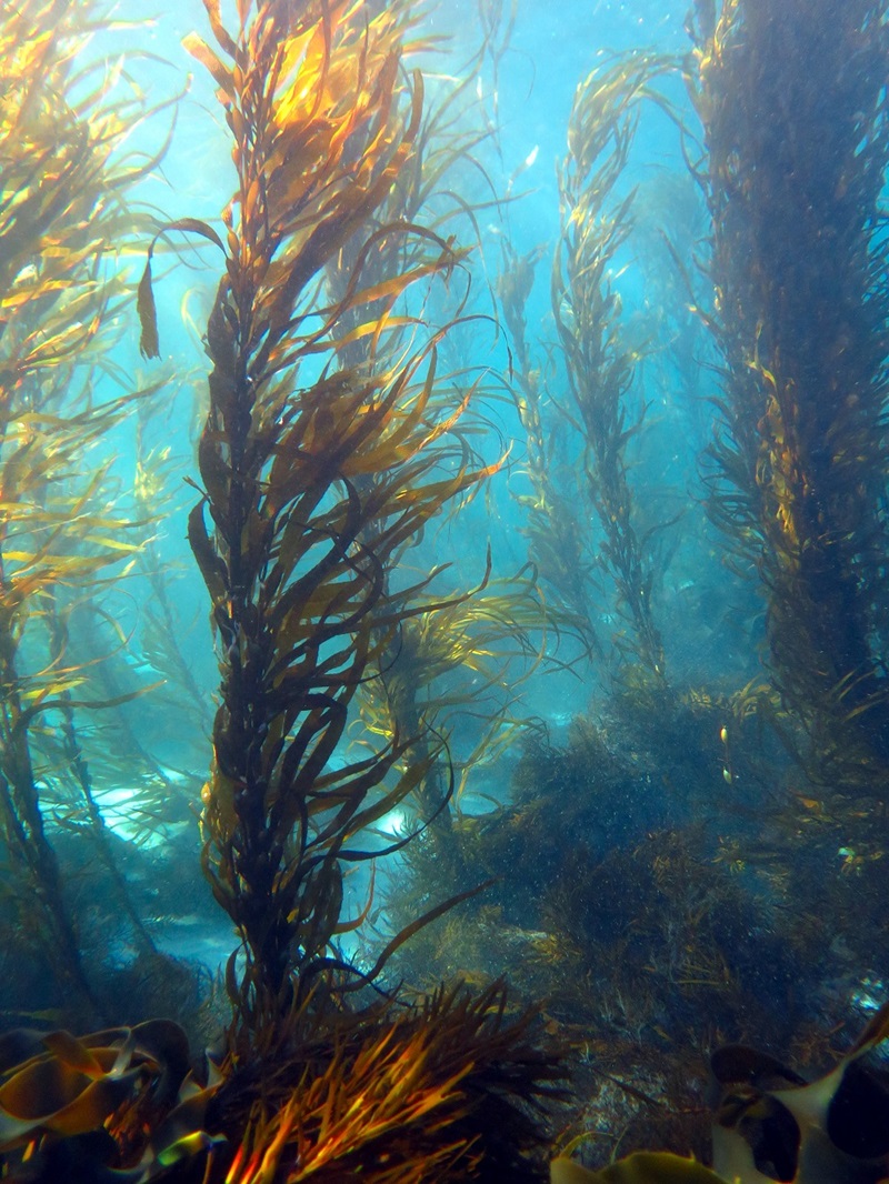Giant kelp photographed underwater.