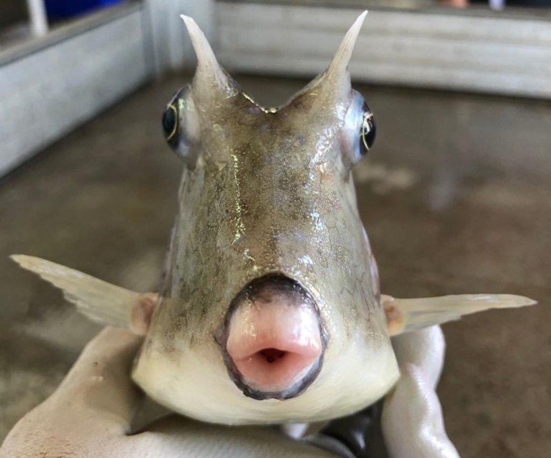 fish facing camera